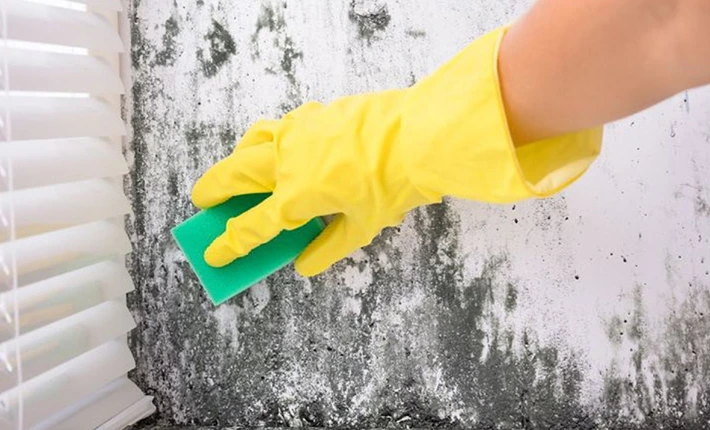 Gloved hand cleaning mold from a wall with a sponge. Mold Removal.